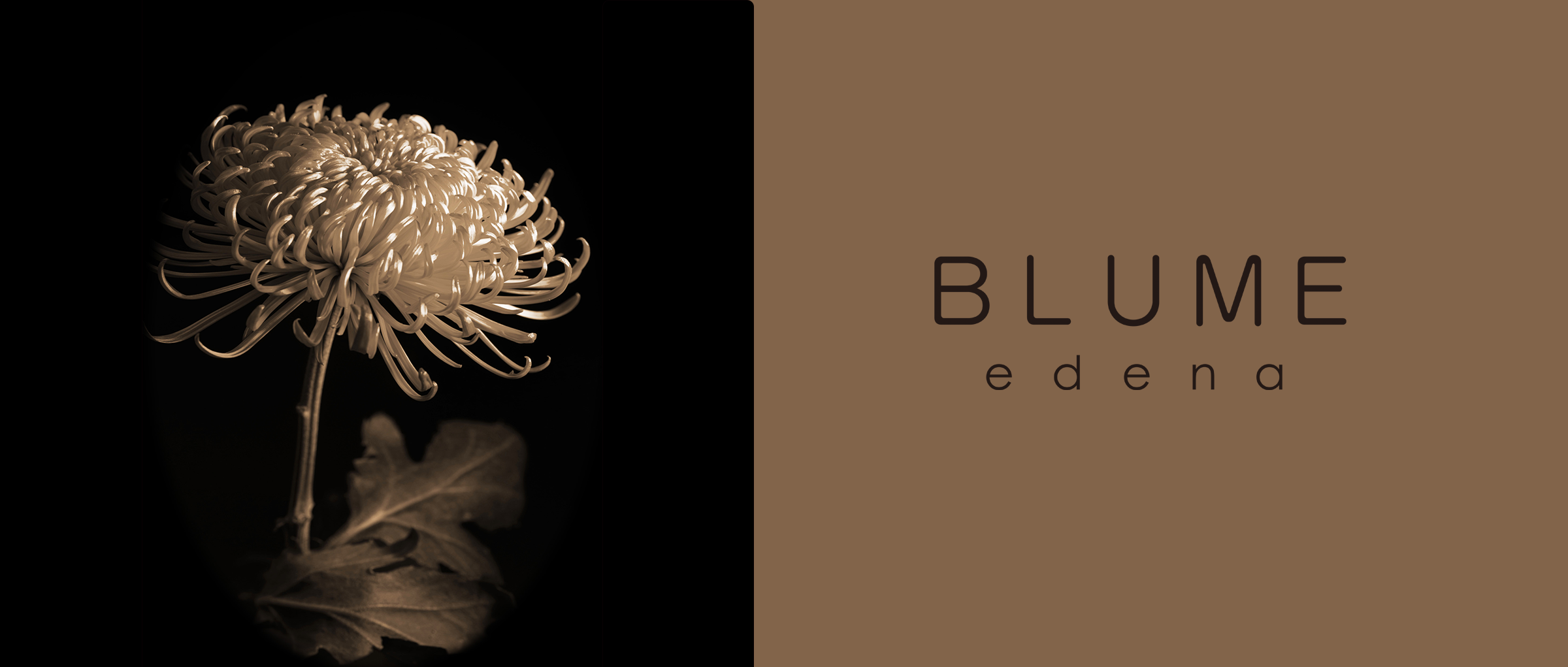 about BLUME